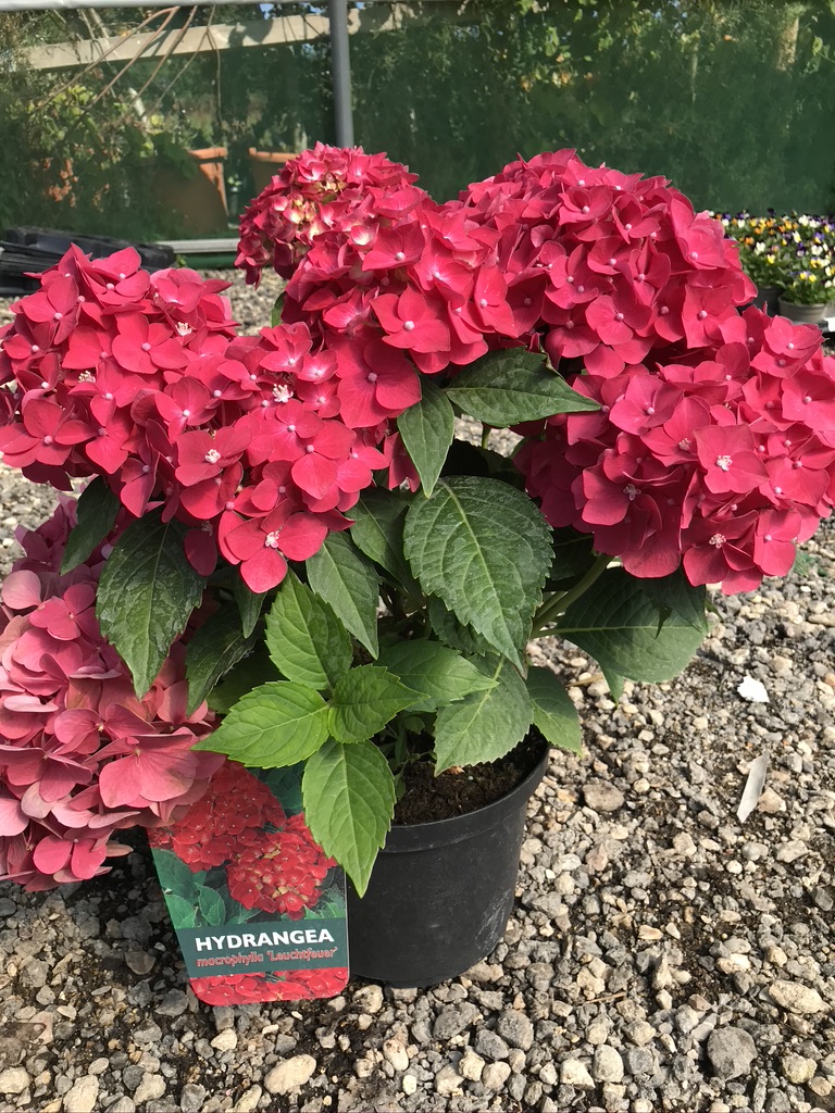 Hydrangea macrophylla 'Leuchtfeuer'
